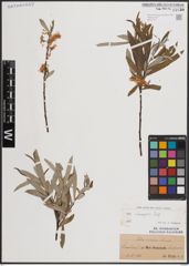 Foto von Salix eleagnos Scop.